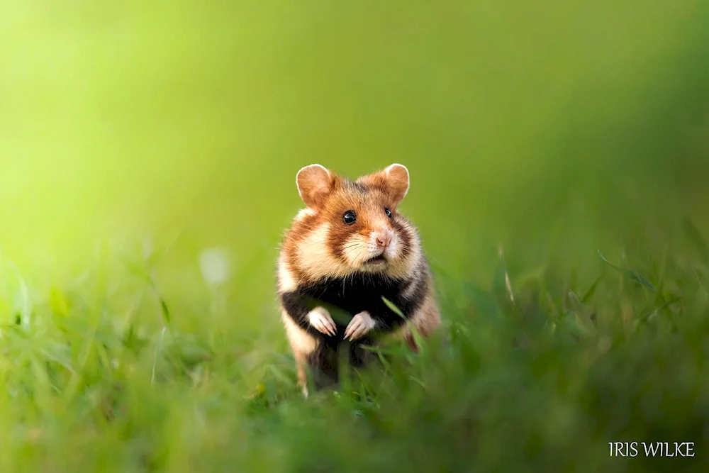 Field hamster carbych