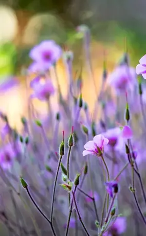 Lilac honeydew flower