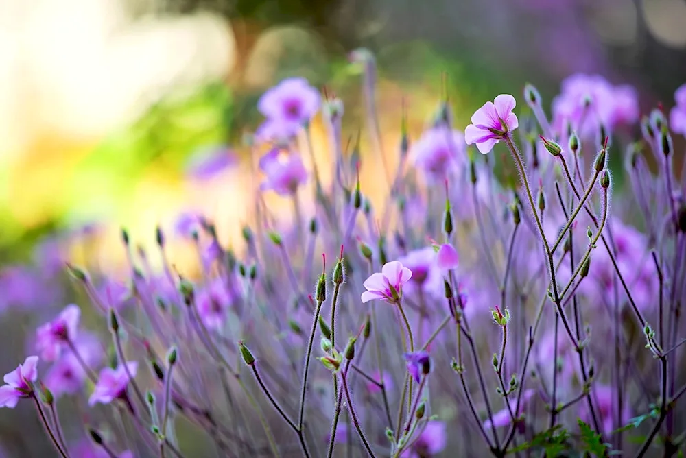 Lilac honeydew flower