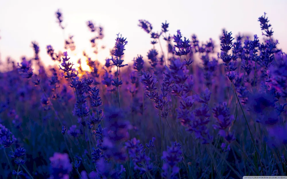 Field flower Honeydew lilac