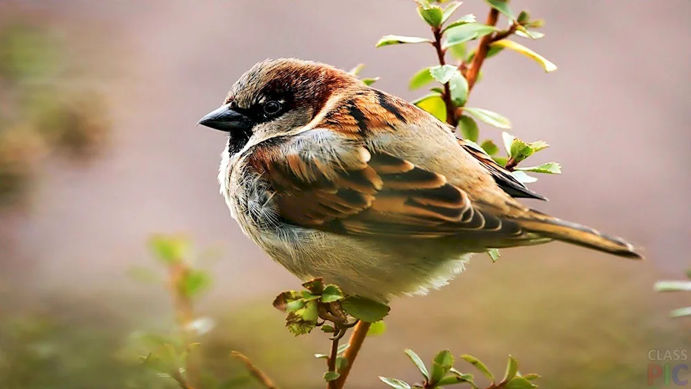 Field Sparrow chick