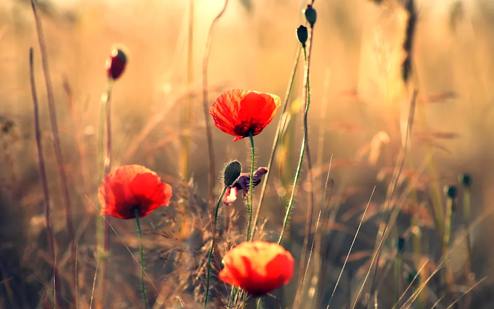 Field poppies