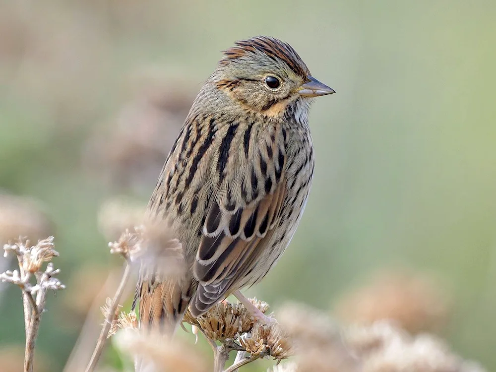 Sparrow feathers