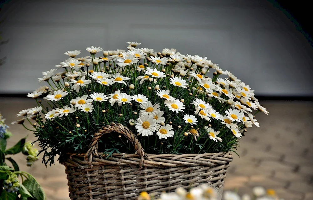 Field daisies