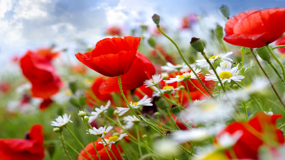 Field flowers