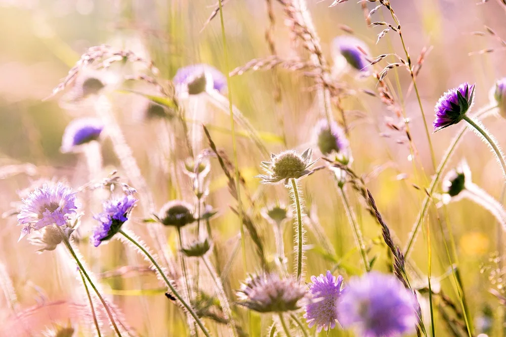 Flowers of the field