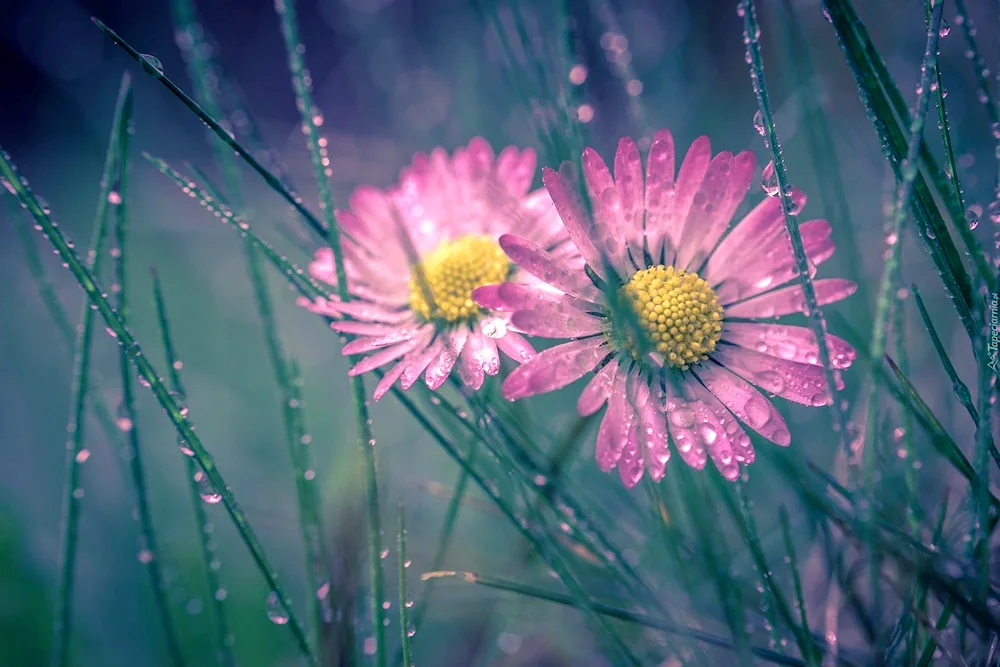 Flowers of the field