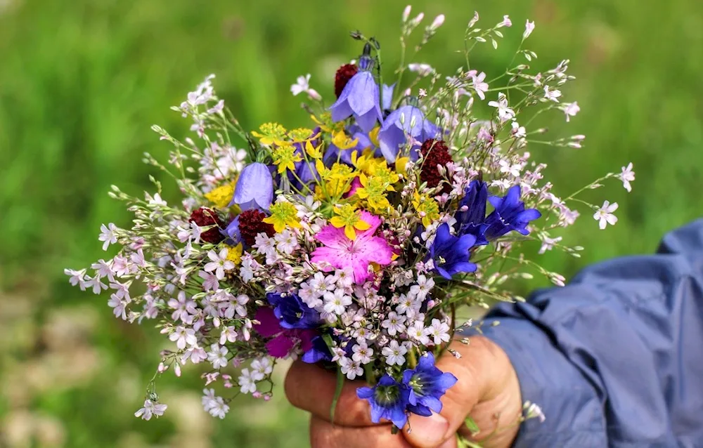 Wildflowers