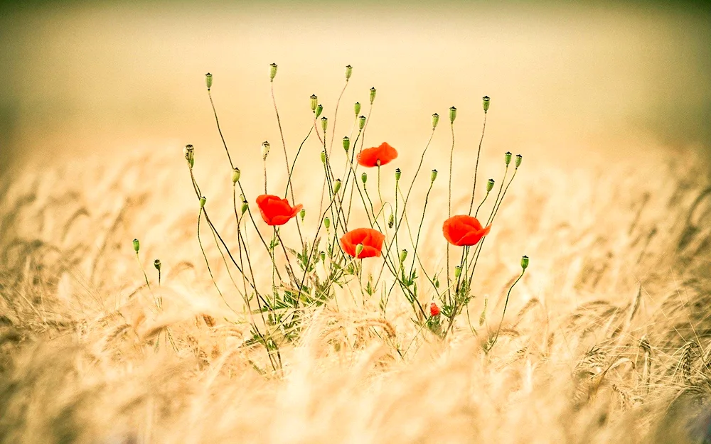 Flowers of the field. flowers