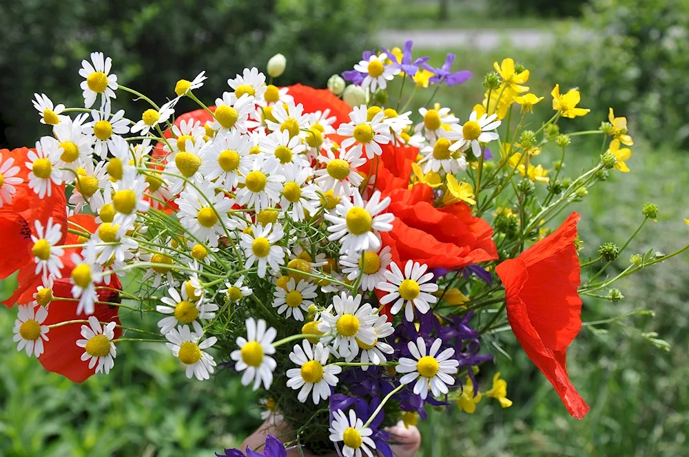 Field flowers