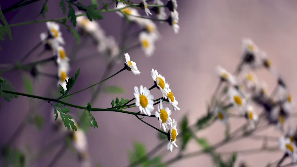 Daisy Flowers minimalist