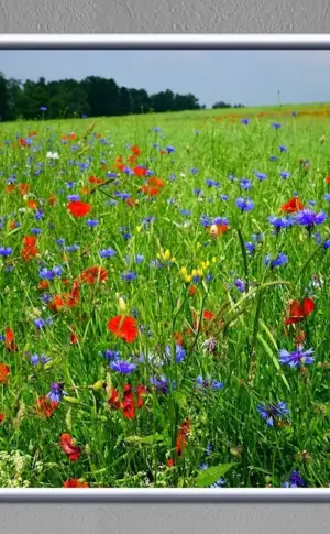 Wildflowers