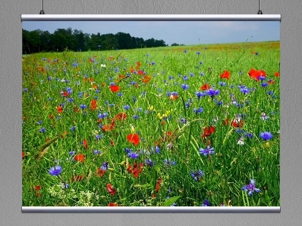 Wildflowers