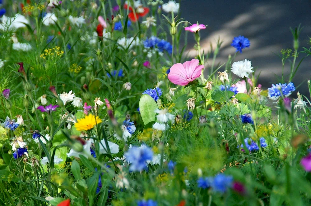 Field flowers