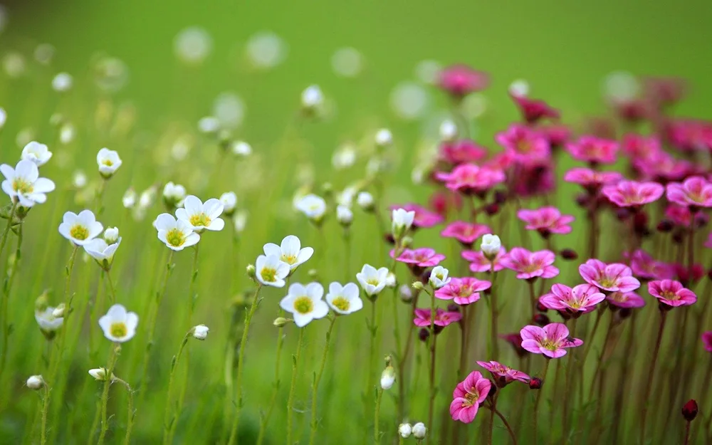 Field flowers