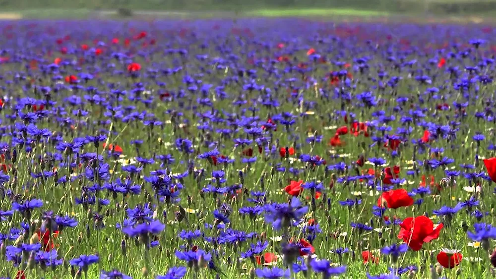 Field flowers