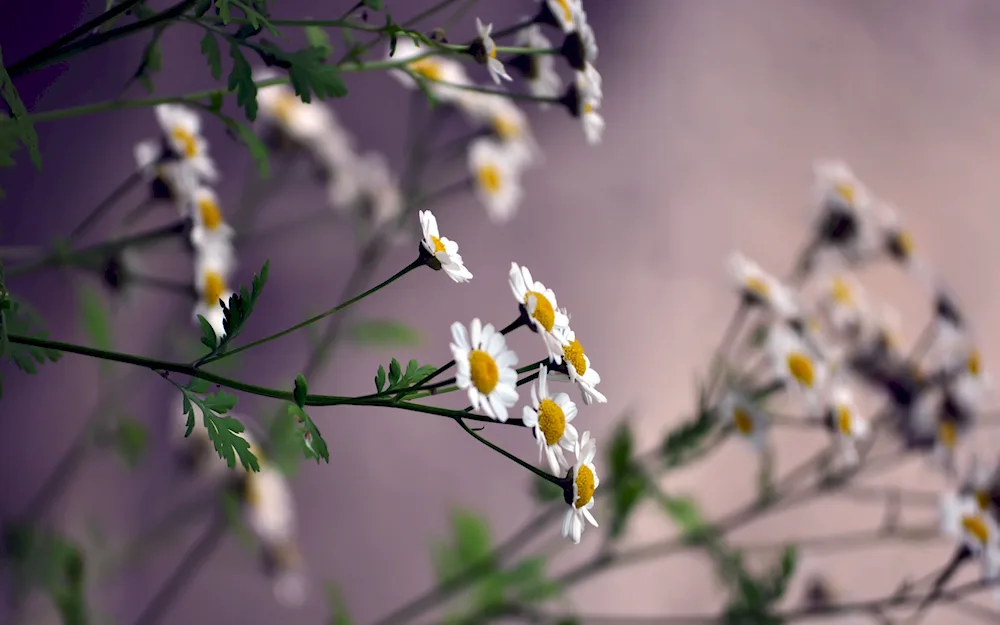 Field flowers