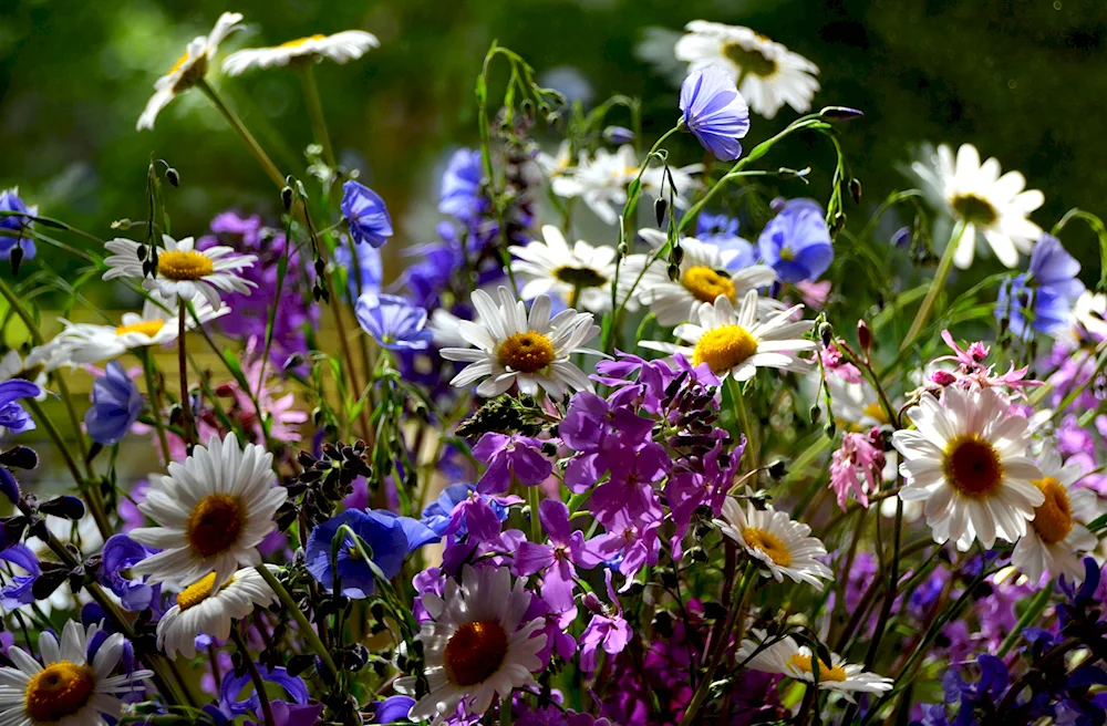 Field flowers