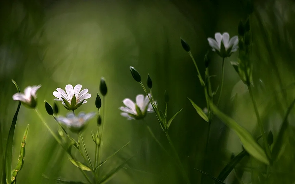 Flower white meadow