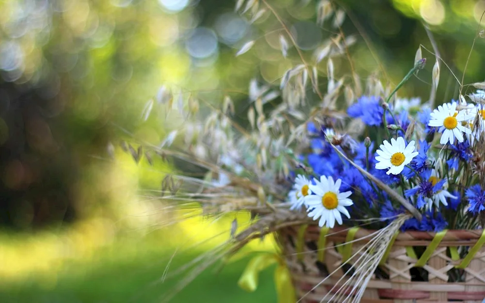 Field flowers