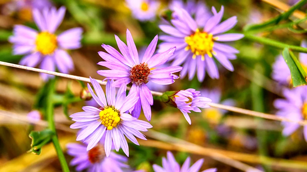 Field flowers