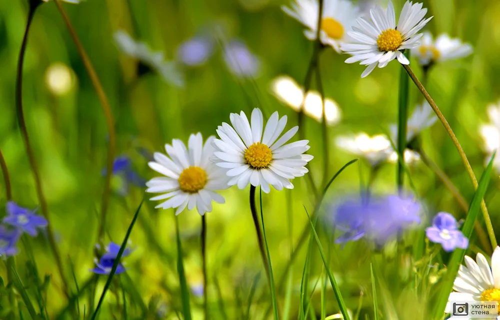 Cosmia flowers blue