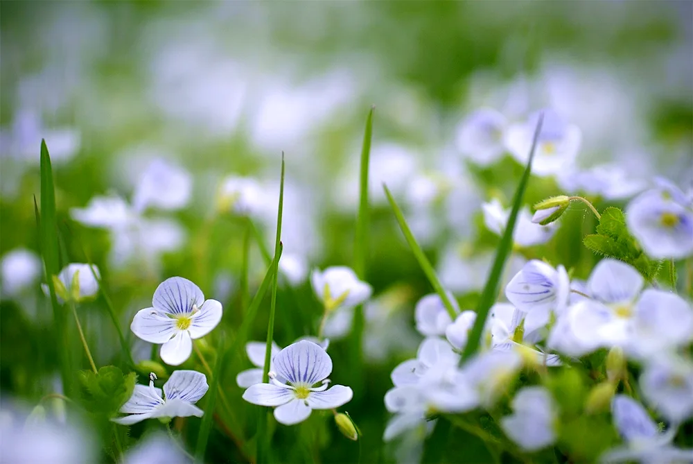 Cosmia Meadow