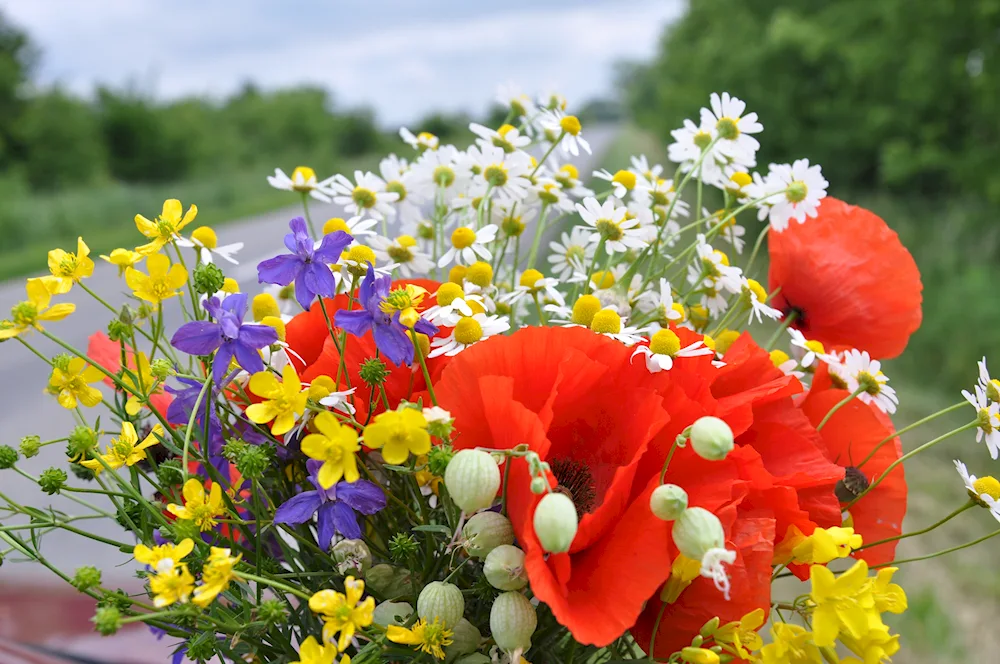 Field flowers