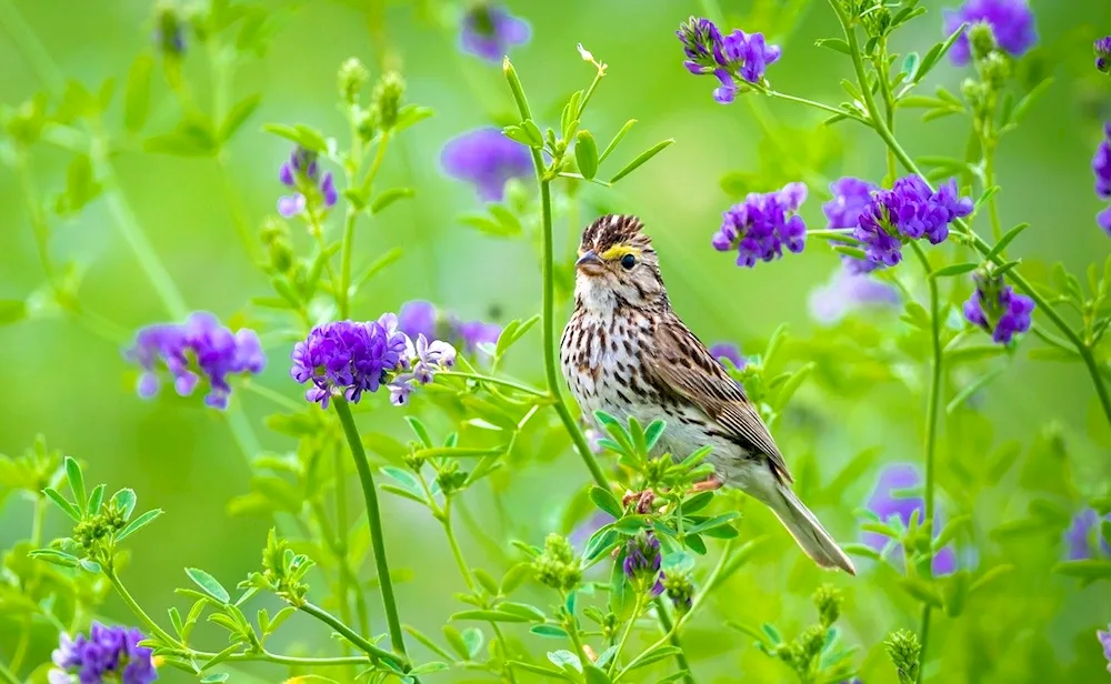 Flowers and birds