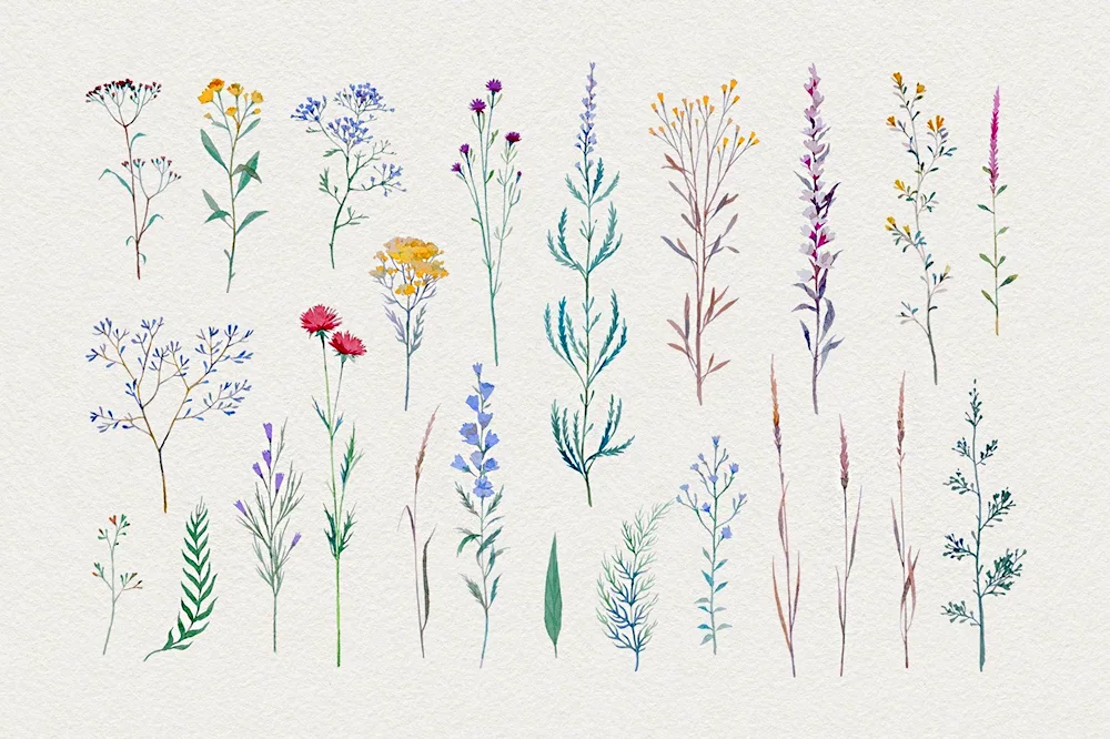 Field flowers