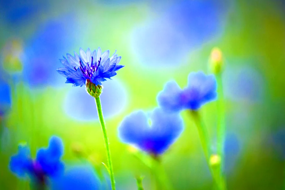 Field cornflower