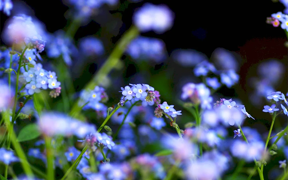 Blue. Flover