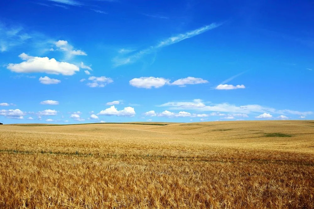 The background steppe