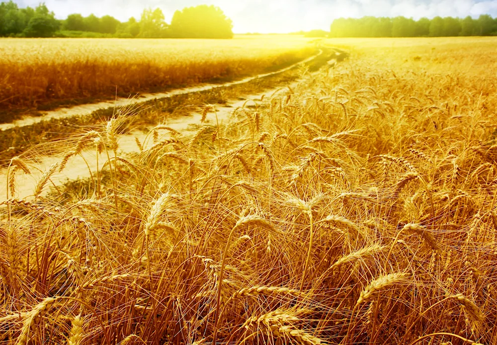 Wheat fields Voskresensky district Knyazhevo