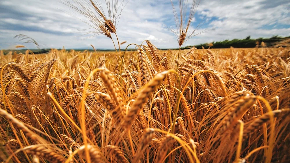 Wheat fields