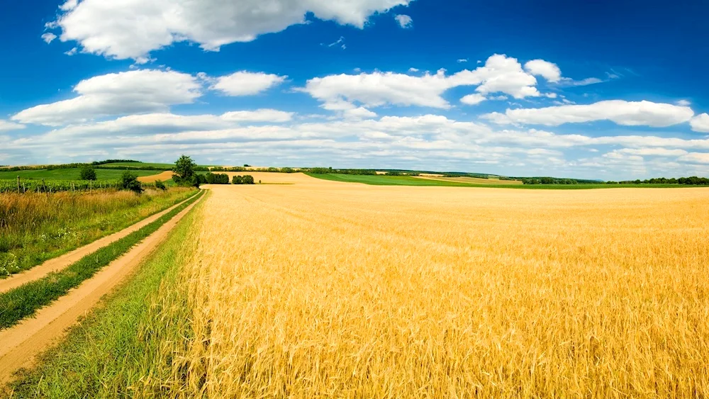 Summer wheat Voskresensky district Voskresensky district Knyazhenskiy region Belarus