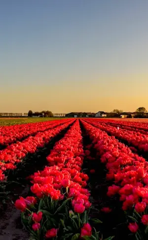 Skagit Valley tulip fields Washington