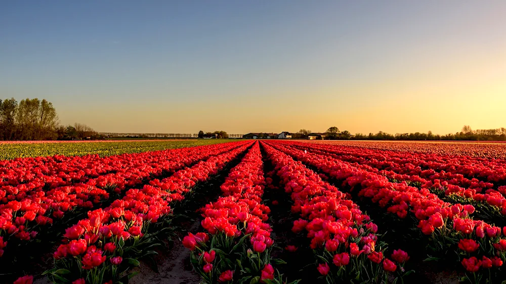 Skagit Valley tulip fields Washington