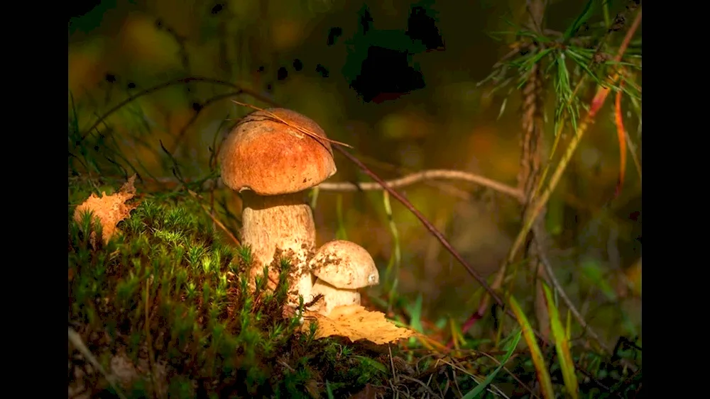 Glade of aspen mushrooms