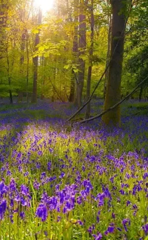 Glade with flowers