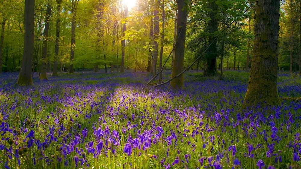 Glade with flowers