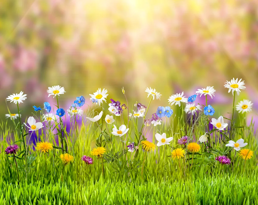 Glade with flowers