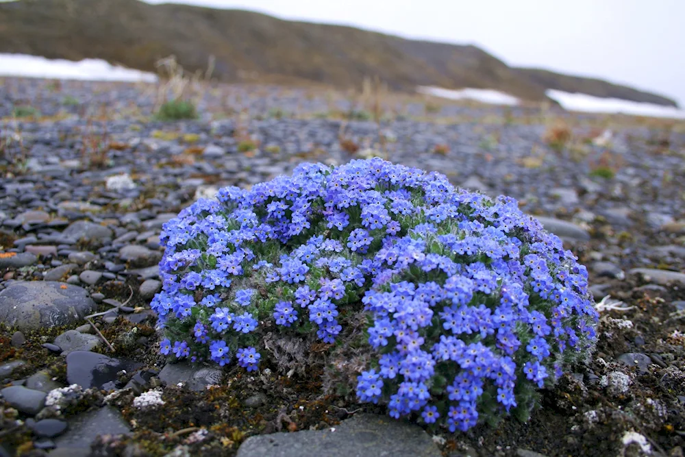 Polar rockwort