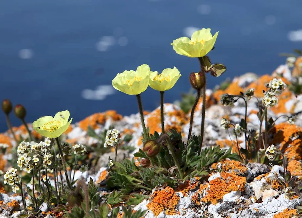 Polar rockwort