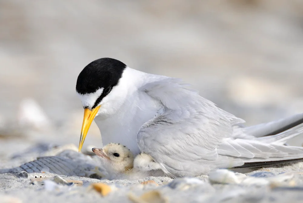 Polar Tern