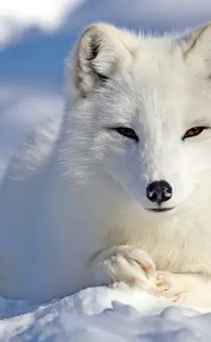 Polar fox Arctic fox