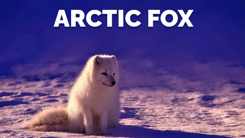 Polar fox Arctic fox