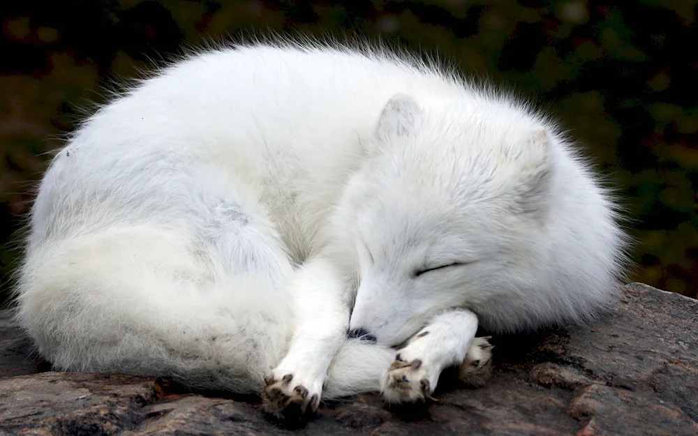 Polar fox Arctic fox