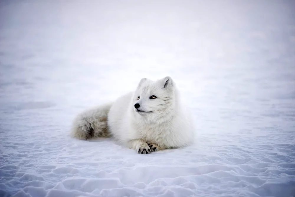 Polar fox Arctic fox Arctic fox Arctic fox Arctic fox Arctic fox Arctic fox Arctic fox Arctic fox Arctic fox Arctic fox Arctic fox Arctic fox Arctic fox Arctic fox Arctic fox Arctic fox Arctic fox Common fox Arctic Fox