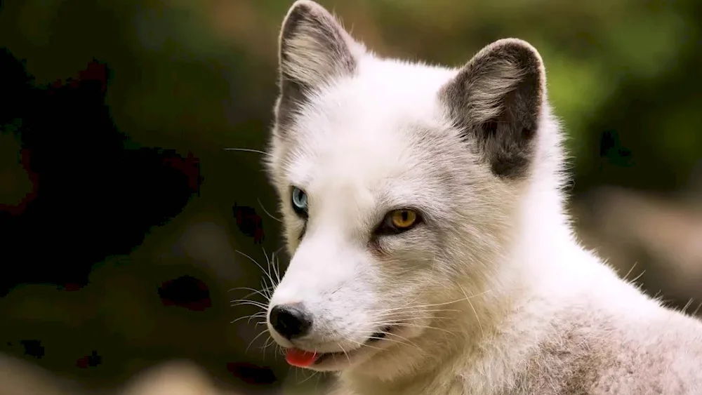 Polar fox